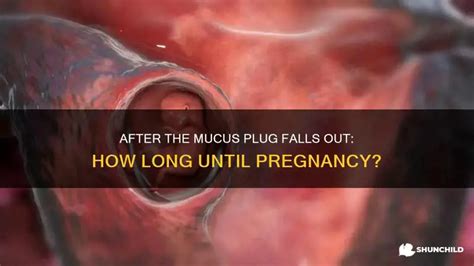 can the mucus plug come out in bits|how long after mucus plug.